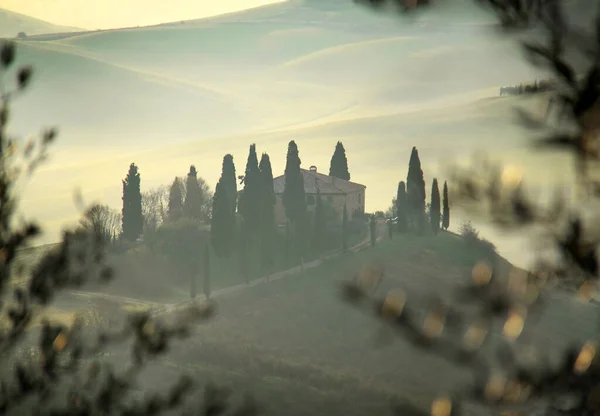 Uma Quinta Rural Toscana Através Ramo Oliveira — Fotografia de Stock