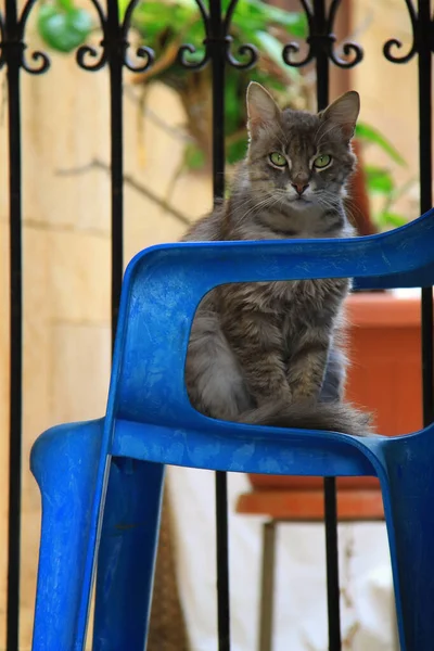 Gato Sentado Uma Cadeira Jardim Azul — Fotografia de Stock