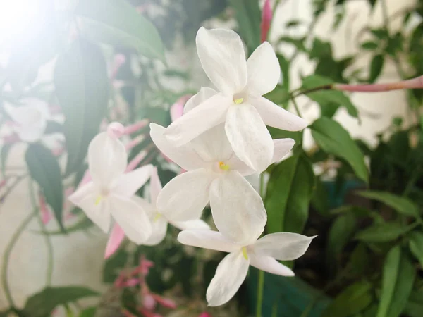 Blooming Arabian Jasmine Jasminum Sambac Light — Stock Photo, Image