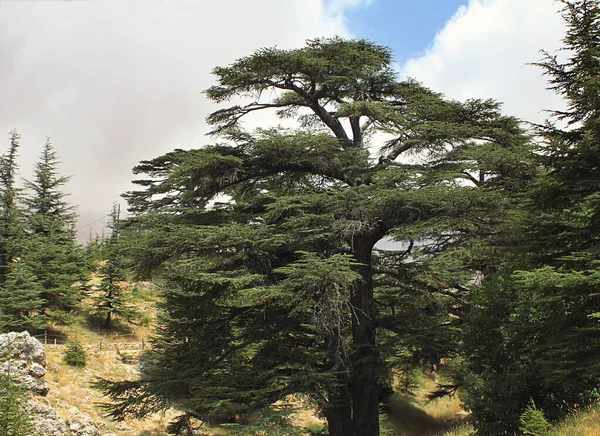 Кедровый Лес Ливане Облачный День — стоковое фото
