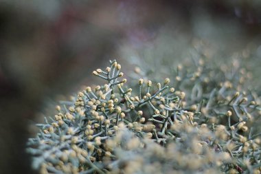 Bir kozalaklı ağacın iğnelerine yakın çekim.