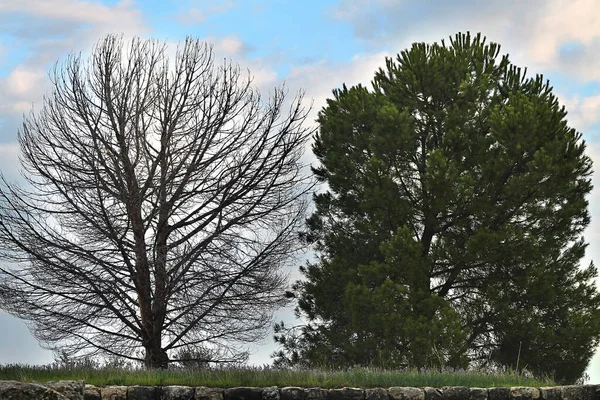 Одно Мёртвое Дерево Рядом Вечнозеленым — стоковое фото