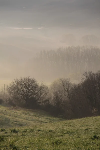 Dans la brume — Photo