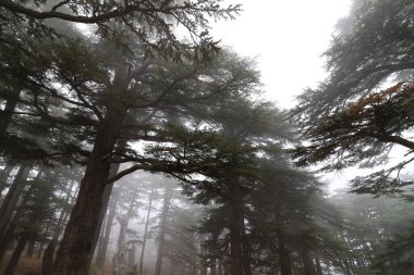 Lübnan sedir ağaçları Tanrı 'nın sedirlerinde sisli bir günde büyülü ormanlar.