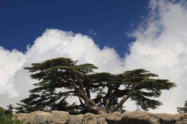 Lübnan 'ın görkemli bir sedir mavi bir gökyüzüne ve bir kayanın üzerindeki bulutlara karşı.