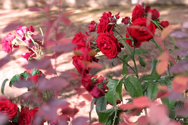 Куст красной розы — стоковое фото