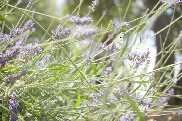 Borboleta em flor de lavanda — Fotografia de Stock