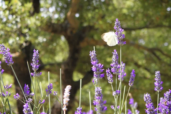 Atterrissage papillon sur fleur de lavande — Photo