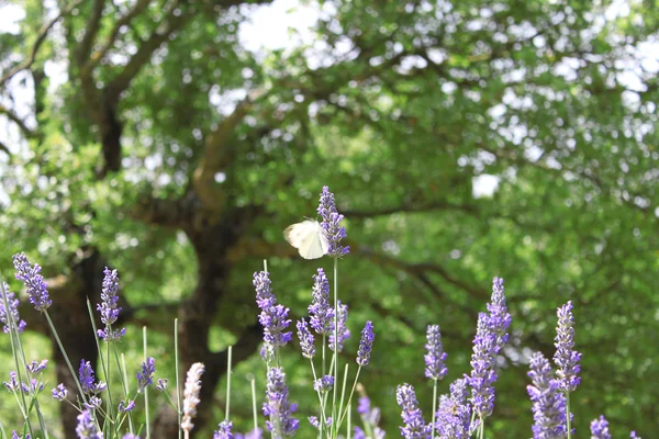 Uma Borboleta Batendo Suas Asas Uma Flor Lavanda — Fotografia de Stock