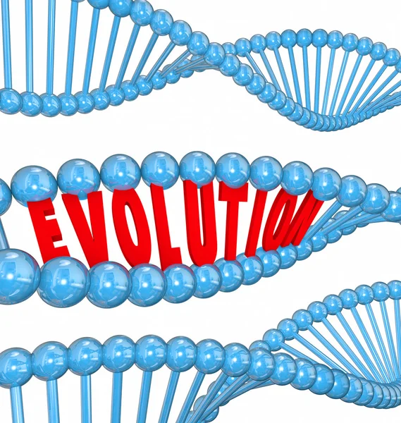 Evolution Word Letters DNA Strand Family Ancestors Genes — Stock Photo, Image