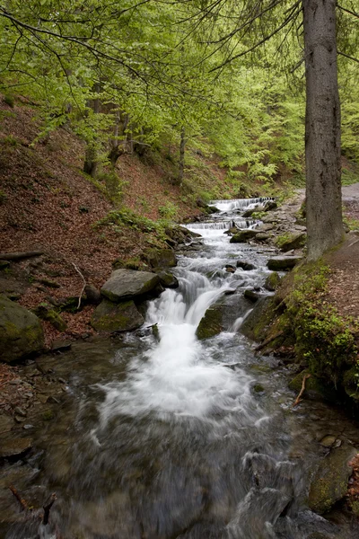 Carpathian mountains stream in a forest — Stock Photo, Image