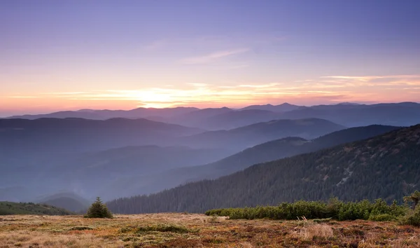 Petit sapin au sommet de la montagne des Carpates Images De Stock Libres De Droits