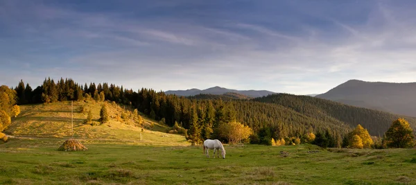 Pasoucí se koně na kopci Karpat — Stock fotografie