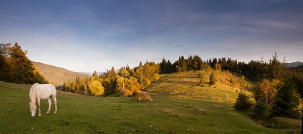 Cheval de pâturage sur la colline des Carpates — Photo