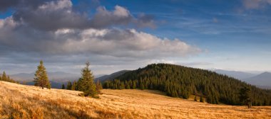 Firs Karpat dağ çayır üzerinde