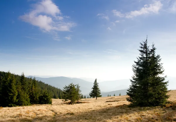 Carpathian mountain valley with fir — Stock Photo, Image