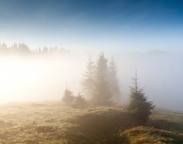 Groupe de sapins dans un brouillard — Photo