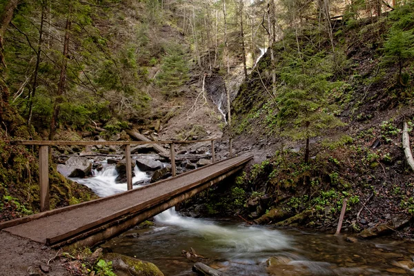 Bridge in Carpathian mountain forest — Stock Photo, Image