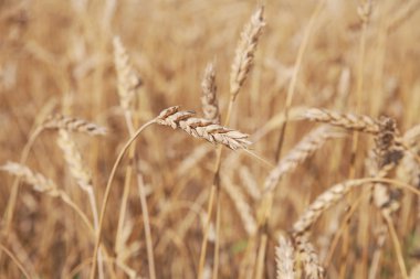 Buğday kulakları yakın plan.