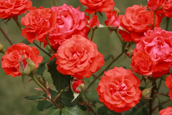Rote Rosen aus nächster Nähe — Stockfoto