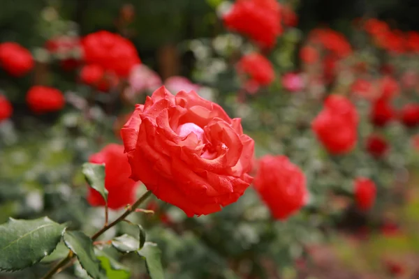 Rosas vermelhas close-up — Fotografia de Stock