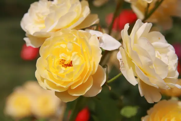 Rosas amarelas close-up — Fotografia de Stock