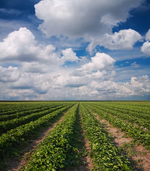 Landscapes, Strawberry field — Stock Photo, Image