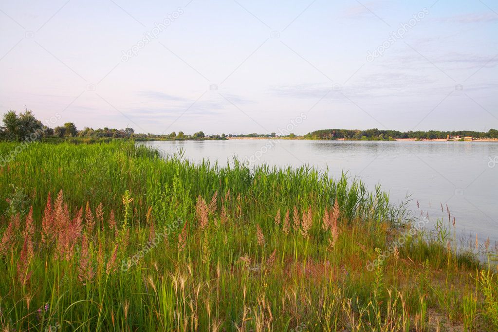 Nature. Reeds at the lake