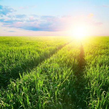 Yeşil alan arpa şafak