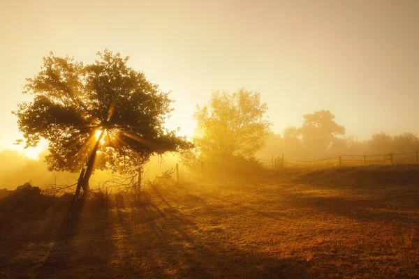 Venkovská krajina. Mlhavé ráno — Stock fotografie