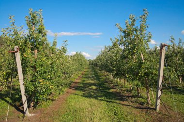 elma bahçesi yaz aylarında