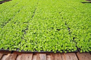 Çince lahana fideleri