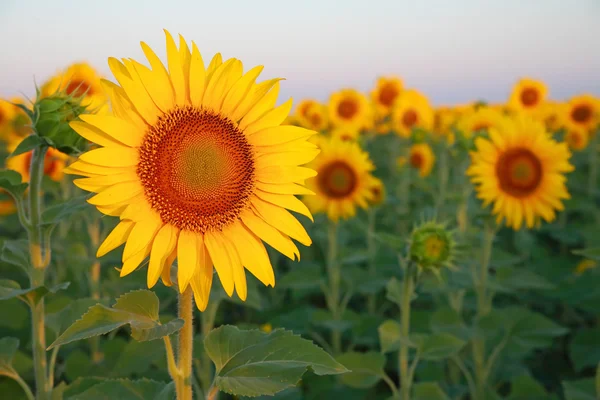 Sunflowers on the field — Stock Photo, Image