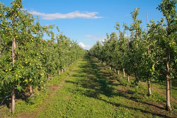 Apple orchard in summer — Stock Photo, Image