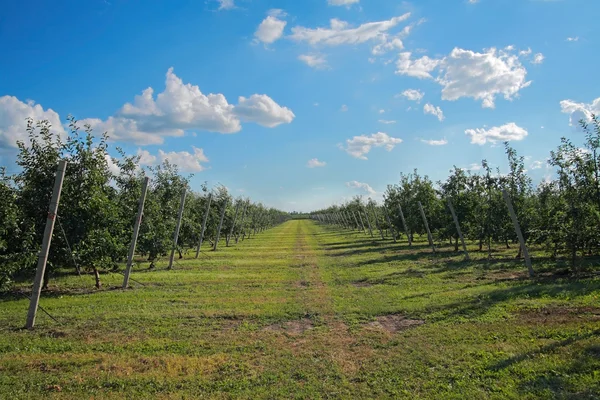 Appelboomgaard in de zomer — Stockfoto