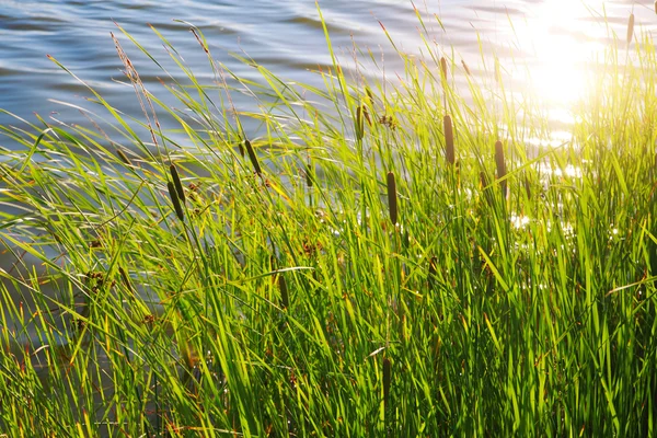 Reeds in the sun — Stock Photo, Image