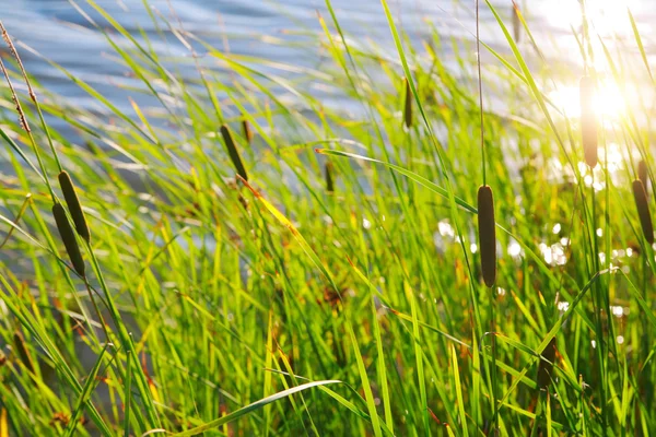 Reeds in the sun — Stock Photo, Image