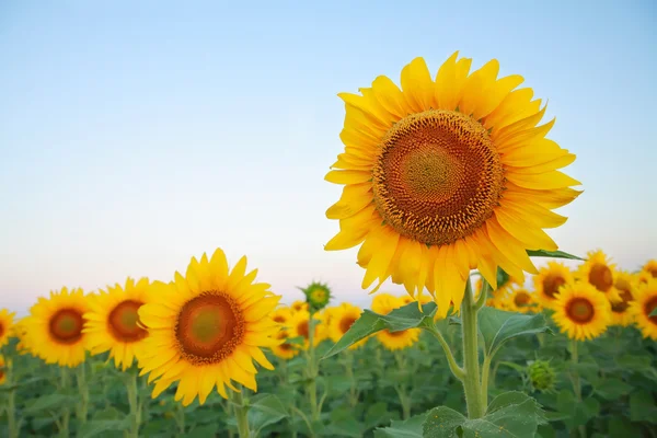 Sunflowers on the field — Stock Photo, Image