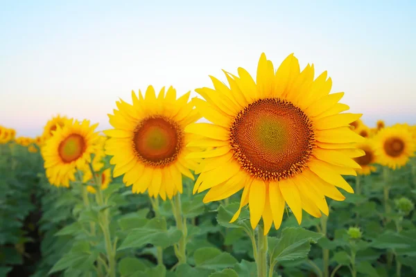 Sunflowers on the field — Stock Photo, Image