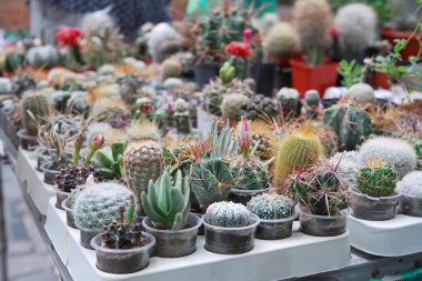 Çiçekli kaktüsler tencere