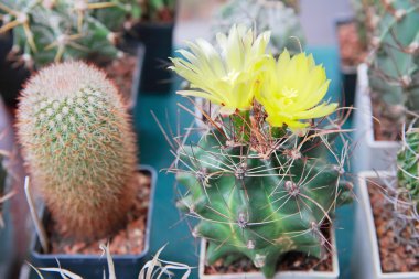 Çiçekli kaktüsler tencere