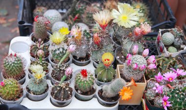 Çiçekli kaktüsler tencere