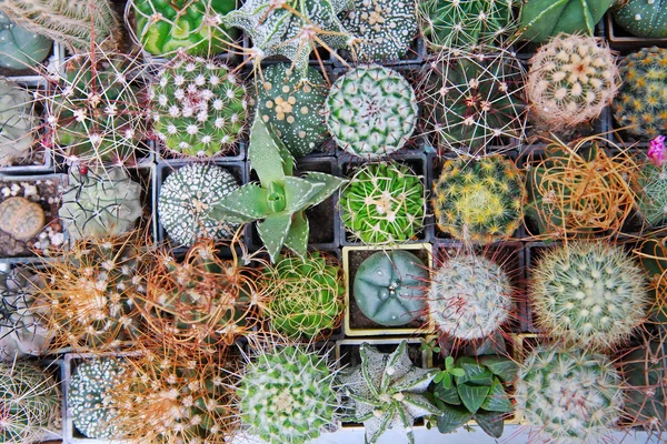 Cactussen in potten — Stockfoto