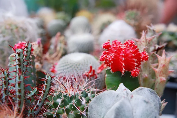 在花盆里开花仙人掌 免版税图库照片