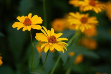 Koreopsis çiçekleri, çiçek açan bitkiler