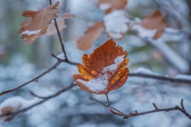 Kuru sonbahar kül yaprakları karların altındaki bir ağaçta, yakın plan.