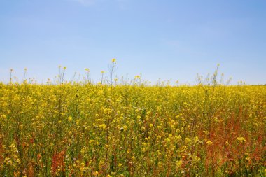 Rural landscape, Colza