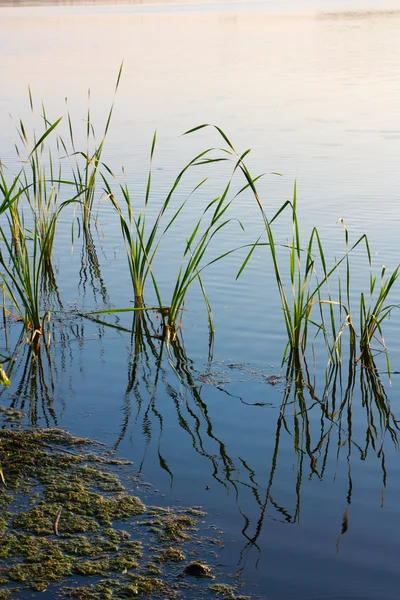 Reeds, duckweed, a short distance — Stock Photo, Image