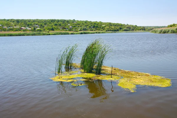 Ländliche Landschaft, Schilf — Stockfoto