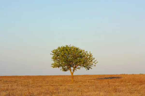 Paisagem, árvore na estepe — Fotografia de Stock